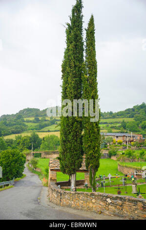 Italian cypress (Cupressus sempervirens 'Stricta'), cultivar Stricta, Spain, Katalonia Stock Photo