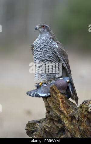 northern goshawk (Accipiter gentilis), adult female with red eyes standing on tree snag with caught prey, wood pigeon (Columba palumbus), Finland Stock Photo