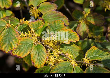 Witch hazel, American witch-hazel (Hamamelis virginiana), branch with flowers in autumn Stock Photo