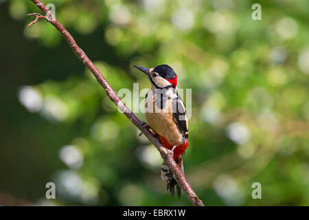 Great spotted woodpecker (Picoides major, Dendrocopos major), male on a branch, Germany Stock Photo