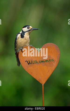 Great spotted woodpecker (Picoides major, Dendrocopos major), male sits on garden decoration, heart with inscription Willkommen, Germany Stock Photo