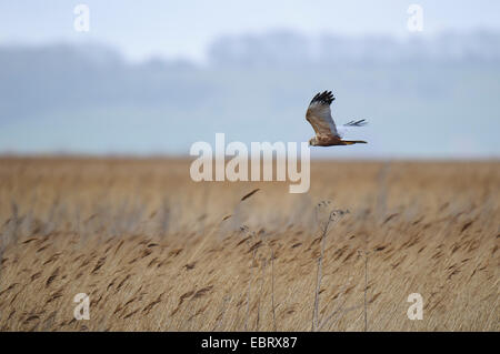 Marsh harrier (Circus aeruginosus) adult male floating over reedbeds at RSPB Blacktoft Sands, East Yorkshire. April. Stock Photo