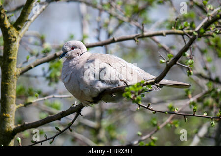 Collared dove (Streptopelia decaocto), adult perched in a tree at RSPB Fairburn Ings, West Yorkshire. April. Stock Photo