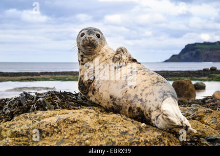 Common seal (Phoca vitulina) hauled out on rocks at Robin Hood's Bay, North Yorkshire. May. Stock Photo