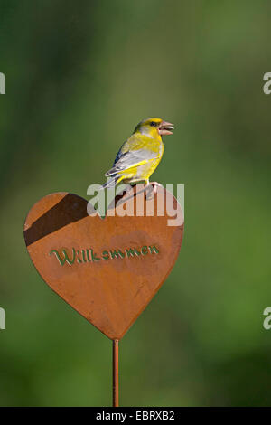 western greenfinch (Carduelis chloris), sits on garden decoration, heart with inscription Willkommen, Germany Stock Photo