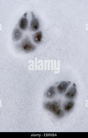A dog’s footprints in the snow Stock Photo