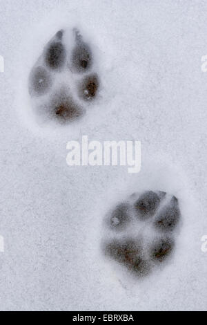 A dog’s pawprints left in the snow Stock Photo
