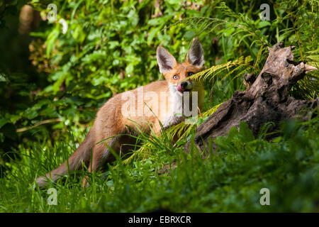 red fox (Vulpes vulpes), fox cub in a forest meadow, Switzerland, Sankt Gallen, Rheineck Stock Photo