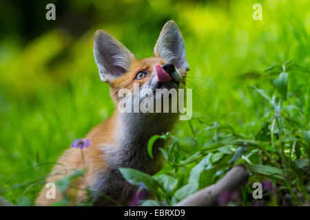 red fox (Vulpes vulpes), fox cub licking its muzzle, Switzerland, Sankt Gallen, Rheineck Stock Photo