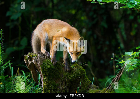 red fox (Vulpes vulpes), fox kit standing on a mossy root, Switzerland, Sankt Gallen, Rheineck Stock Photo