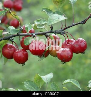 Crab apple tree (Malus 'Evereste', Malus Evereste), cultivar Evereste with fruits Stock Photo