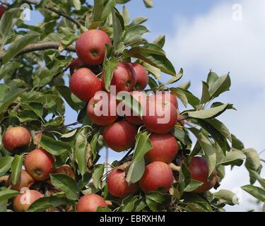apple tree (Malus domestica 'Elstar', Malus domestica Elstar), cultivar Elstar, apples on a tree Stock Photo