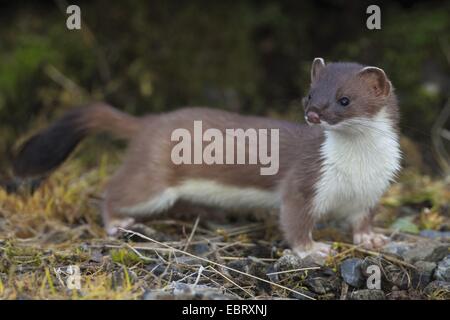 Ermine, Stoat, Short-tailed weasel (Mustela erminea), adult, United Kingdom, Scotland Stock Photo