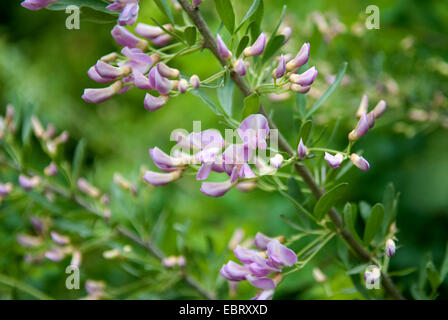 Common salt tree, Russian salt tree (Halimodendron halodendron), blooming Stock Photo