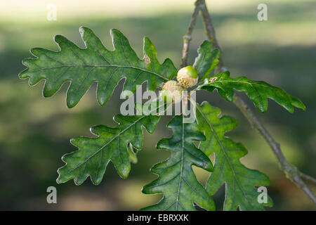 Pyrenean Oak (Quercus pyrenaica), branch with acorns Stock Photo