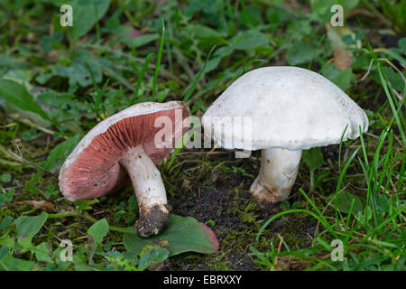 Field mushroom (Agaricus campestris), in a meadow, Germany Stock Photo