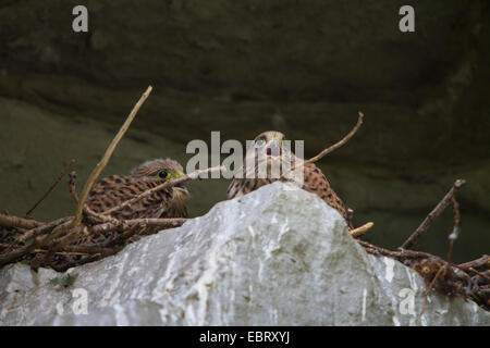 European Kestrel, Eurasian Kestrel, Old World Kestrel, Common Kestrel (Falco tinnunculus), two young kestrels begging in the nest, Switzerland, Sankt Gallen, Rheineck Stock Photo