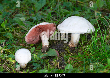 Field mushroom (Agaricus campestris), in a meadow, Germany Stock Photo