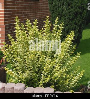 california privet (Ligustrum ovalifolium 'Aureum', Ligustrum ovalifolium Aureum), cultivar Aureum in a front yard Stock Photo