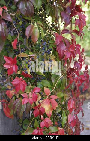 Virginia creeper, Woodbine berry (Parthenocissus quinquefolia 'Engelmannii', Parthenocissus quinquefolia Engelmannii), cultivar Engelmannii, fruiting Stock Photo