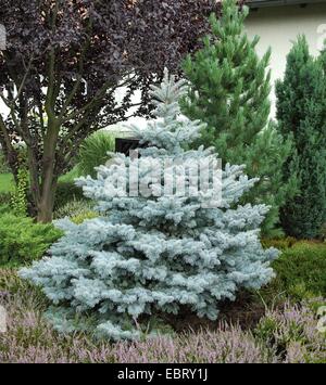 Colorado blue spruce (Picea pungens 'Koster', Picea pungens Koster), cultivar Koster Stock Photo