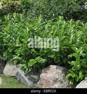 cherry-laurel (Prunus laurocerasus 'Caucasica', Prunus laurocerasus Caucasica), cultivar Caucasica Stock Photo