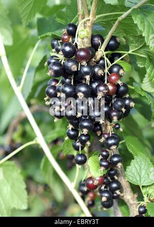 European black currant (Ribes nigrum 'Titania', Ribes nigrum Titania), cultivar Titania Stock Photo