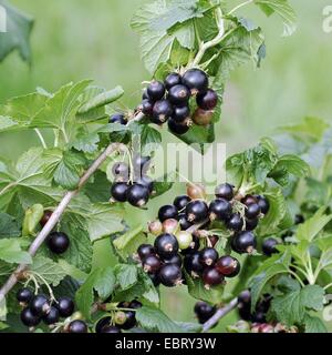 European black currant (Ribes nigrum 'Ben Sarek', Ribes nigrum Ben Sarek), cultivar Ben Sarek Stock Photo