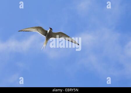 arctic tern (Sterna paradisaea), flying, United Kingdom, Scotland Stock Photo