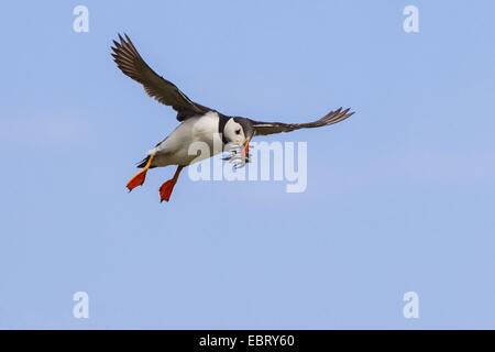 Atlantic puffin, Common puffin (Fratercula arctica), flying with fishes in the beak, United Kingdom, Scotland