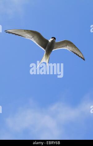 arctic tern (Sterna paradisaea), flying, United Kingdom, Scotland Stock Photo