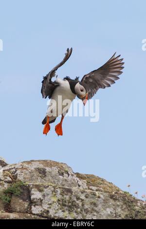 Atlantic puffin, Common puffin (Fratercula arctica), landing, United Kingdom, Scotland Stock Photo