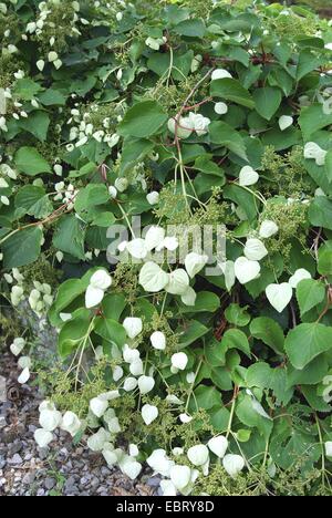 Spalthortensie (Schizophragma hydrangeoides), blooming Stock Photo