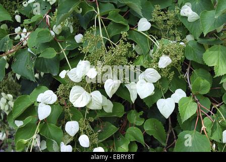 Spalthortensie (Schizophragma hydrangeoides), blooming Stock Photo