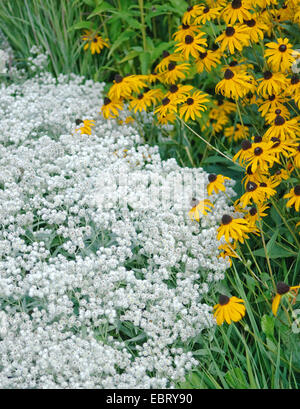 Pearly everlasting (Anaphalis triplinervis 'Sommerschnee', Anaphalis triplinervis Sommerschnee), vultivar Sommerschnee, together with Rudbeckia fulgida 'Goldsturm' Stock Photo