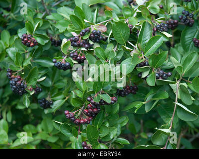 Black Chokeberry (Aronia melanocarpa 'Viking', Aronia melanocarpa Viking, Photinia melanocarpa 'Viking', Photinia melanocarpa Viking), cultivar Viking Stock Photo