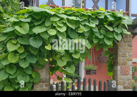 Dutchman's pipe, pipe vine (Aristolochia macrophylla), at a garden gate, Germany Stock Photo