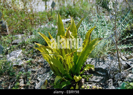 hart's tongue, European harts-tongue fern (Asplenium scolopendrium, Phyllitis scolopendrium), leaves with sporangia Stock Photo