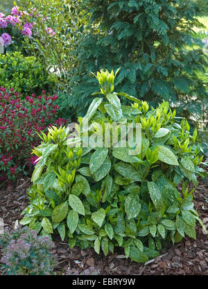 Aucuba, Spottet Laurel (Aucuba japonica 'Variegata', Aucuba japonica Variegata), cultivar Variegata Stock Photo