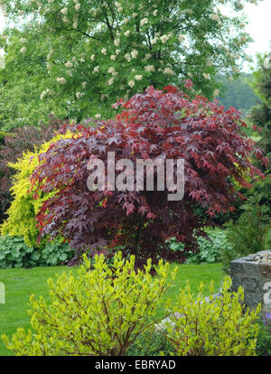 Japanese maple (Acer palmatum 'Bloodgood', Acer palmatum Bloodgood), in autumn Stock Photo