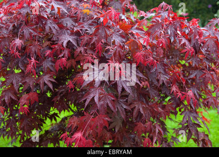 Japanese maple (Acer palmatum 'Bloodgood', Acer palmatum Bloodgood), in autumn Stock Photo