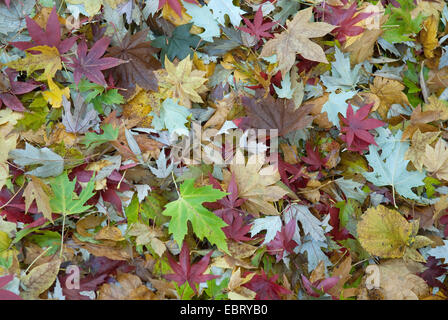 silver maple, white maple, bird's eye maple (Acer saccharinum), maple leaves of difefrent species in autum