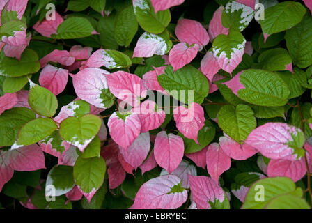 Kiwi vine, Actinidia, Kolomikta vine (Actinidia kolomikta), branches Stock Photo