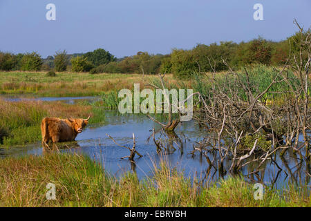 Scottish Highland Cattle (Bos primigenius f. taurus), standing in a pond, Germany, Schleswig-Holstein Stock Photo