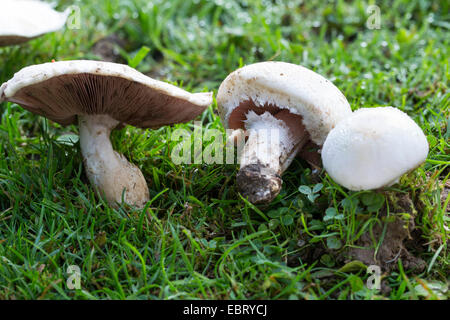 Field mushroom (Agaricus campestris), in a meadow, Germany Stock Photo