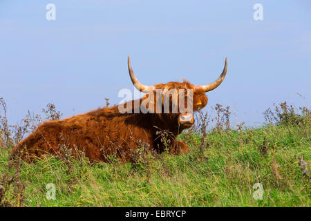 Scottish Highland Cattle (Bos primigenius f. taurus), lying on a pasture, Germany, Schleswig-Holstein Stock Photo