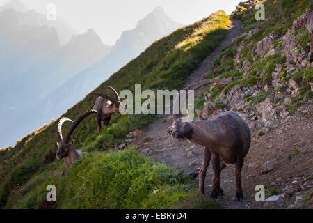 Alpine ibex (Capra ibex, Capra ibex ibex), three ibexes on a mountain trail in the mountains, Switzerland, Alpstein, Altmann Stock Photo