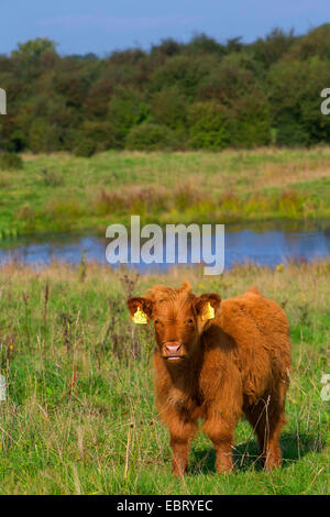 Scottish Highland Cattle (Bos primigenius f. taurus), calf on a pasture, Germany, Schleswig-Holstein Stock Photo