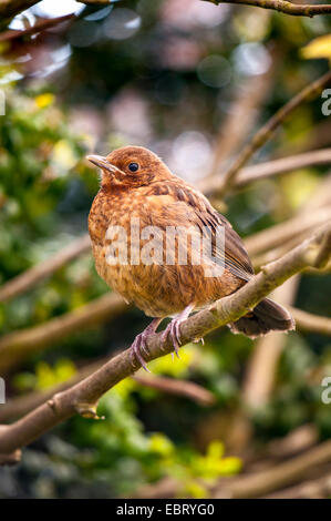 Blackbird Turdus merula fledgeling in fork handle Stock Photo - Alamy