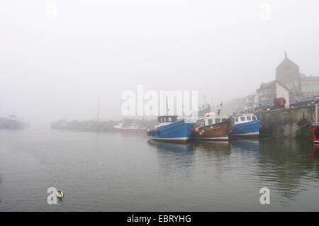 Seahouses harbour on a foggy morning with a lone male eider (Somateria mollisima) in the foreground. Seahouses, Northumberland. Stock Photo